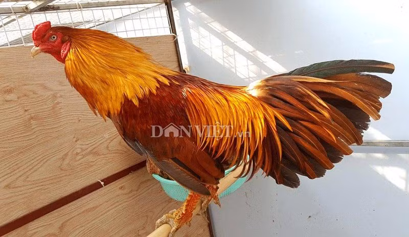 Là chủ một trang trại gà vảy rồng với sản lượng tiêu thụ hàng trăm con/năm ở quận 7, TP.Hồ Chí Minh, anh Quang cho biết: Gà vảy rồng có 2 dòng gồm dòng đá cựa và dòng đá đòn. Dân chơi gà các tỉnh Đông Nam Bộ và Đồng bằng sông Cửu Long thường chơi dòng gà đá cựa (cựa sắt). Thường các cuộc đấu gà thu hút rất nhiều người chủ yếu độ tuổi từ thiếu niên đến trung tuổi.