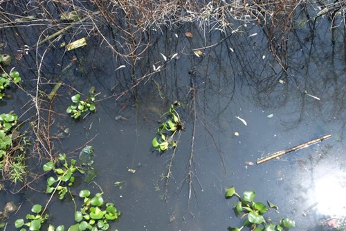 Mặt hồ nhiều nơi đen kịt.