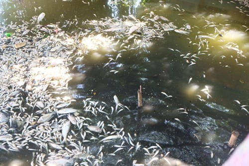 Có đoạn váng dầu nổi lênh láng khiến cho mặt hồ loang lổ vết dầu.