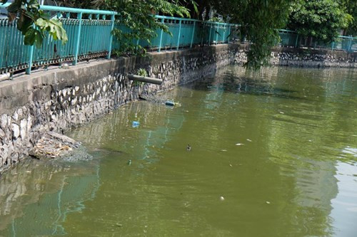 Khiến cho nước Hồ Tây ở khu vực phố Yên Hoà có màu sậm, bốc mùi hôi thối.