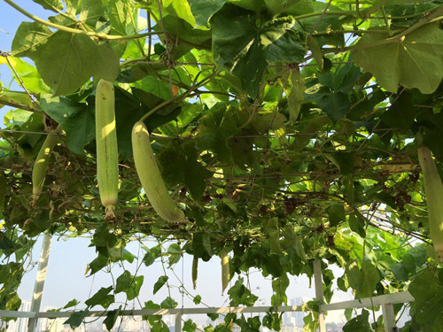 Hiện tại, chị Hải đang thu hoạch được rất nhiều mướp từ khu vườn xanh mát trên sân thượng. Đây là thành quả từ những hạt mướp chị gieo trồng hồi tháng ba. Chị cho biết, chị đem phơi khô hạt mướp rồi chờ tới tầm tháng 3 cuối xuân thì gieo hạt. Từ lúc gieo tới khi hạt nảy mầm, phải luôn đảm bảo đất có đủ nước, đủ độ ẩm cho cây.