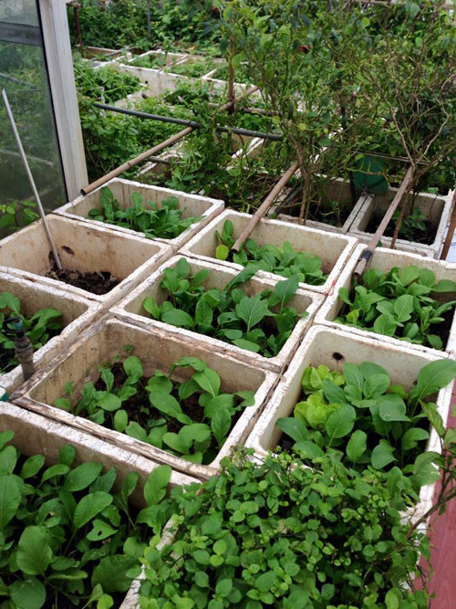 Thùng xốp trồng rau.