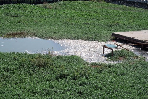 Thời điểm này, do mùi hôi tanh nồng nặc, đa số các quán ăn, nhà hàng nổi trên Hồ Tây đều tạm thời dừng hoạt động. Có quán điều động toàn bộ nhân viên nhà hàng đi vớt cá chết, rác bẩn, khơi thông dòng nước tránh mùi hôi thối.