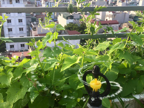 Do công việc bận rộn nên gia đình chị Hải có lắp hệ thống tưới nước bán tự động, chỉ cần vặn van là vòi sẽ tưới nước đều như mưa giúp chị tiết kiệm được thời gian và đỡ tốn công sức tưới nước hàng ngày. Vấn đề quan trọng nhất đối với chị Hải và gia đình khi trồng rau tại nhà là phải đối phó với chuột phá cây và sâu bọ. Nhà chị phải nuôi thêm hai con mèo để bắt và đuổi chuột, ngăn chúng phá hại cây.