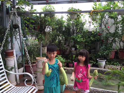 Do mướp là giống cây có bộ rễ to lớn nên rất cần nước để phát triển. Hiểu rõ điều đó, chị Hải trồng cây ở chỗ ẩm ướt và tưới rất nhiều nước (ngày trung bình 2 lần) để kích thích rễ con mọc ra hút nước. Có như vậy, cây mới sai quả.