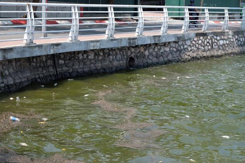 Phía đầu gần Lạc Long Quân, có những đoạn nước nổi váng đỏ bên cạnh ống xả thải từ những nhà hàng, quán ăn.