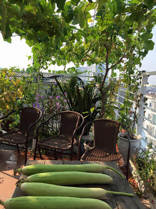 Khi cây leo lên giàn, chị Hải lấy than tro từ củi đốt bón thêm vào gốc để bổ sung chất dinh dưỡng cho cây. Khi giàn mướp ra nhiều lá quá thì chị tỉa bớt lá để cây tập trung ra nhiều hoa. Vì giàn mướp phủ kín khu vườn rộng 100 mét vuông nên rất nhiều ong bướm đến thụ phấn. Nếu hoa cái ra nhiều quá thì chị Hải lại chủ động lấy hoa đực thụ phấn cho mướp chứ không chờ ong, bướm vì có thể hoa sẽ bị sót lại.