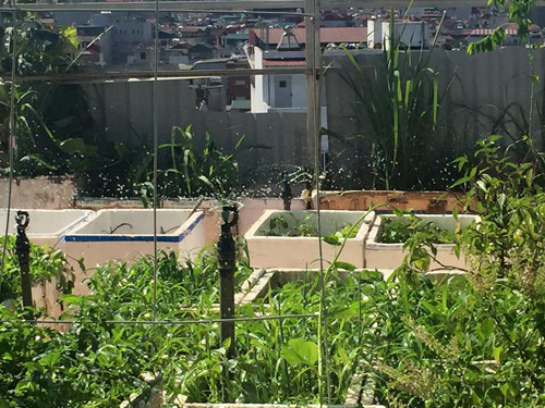 Chị Hải cũng lưu ý việc bắt sâu là vô cùng quan trọng. Nhiều buổi tối chồng chị phải tỉ mẩn soi đèn pin bắt từng con sâu, ốc sên, bọ xít, v.v… để bảo vệ cây. Tuy nhiên, gia đình chị không hề dùng các loại thuốc trừ sâu nhằm đảm bảo rau sạch tuyệt đối cho bữa cơm gia đình. Thay vào đó, chị dựa vào các mẹo trị sâu như trồng bụi xả quanh vườn để sâu bọ đỡ tấn công rau củ quả.