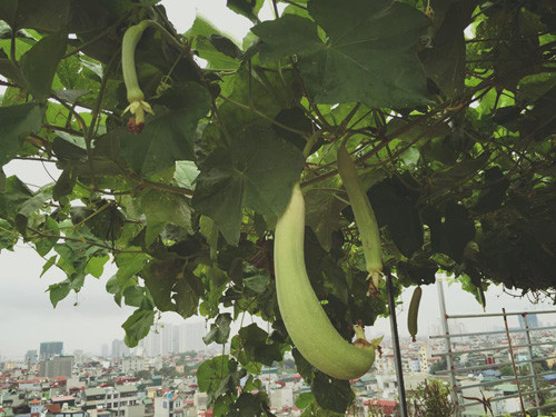 Chị Hải cho biết mướp không chỉ ưa nước mà còn ưa nắng. Do vậy, nên trồng ở nơi đón ánh nắng trực tiếp. Cần phải trồng mướp vào mùa xuân để tới giữa hè và đầu thu có thể thu hoạch được quả. Ngoài ra, mướp thường bị bọ xít tấn công và để ngăn chặn chúng, chị Hải phải làm vợt lưới gạt bắt để bảo vệ cây. Vụ mùa lần này, 4 cây mướp nhà chị Hải cho ra cả trăm quả, cả gia đình ăn không hết nên chị phải đem biếu bớt.