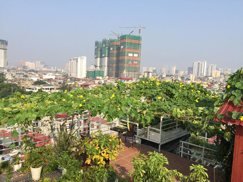 Cách đây năm năm, chị Thanh Hải (Hà Nội) phát hiện rau sạch chị hay mua ở siêu thị và chợ là rau trà trộn, không đảm bảo an toàn nên chị và gia đình đã quyết tâm làm vườn trên sân thượng. Mùa nào thức nấy, chị Hải lựa chọn rất nhiều loại rau củ, quả để trồng trong vườn nhà. Khi bắt đầu tích lũy được nhiều kinh nghiệm trồng rau, mướp, các loại rau gia vị, củ quả thì gia đình chị Hải trồng nhiều hơn và gần như không phải mua rau ngoài chợ, đồng thời cũng không lo mất vệ sinh an toàn thực phẩm nữa.