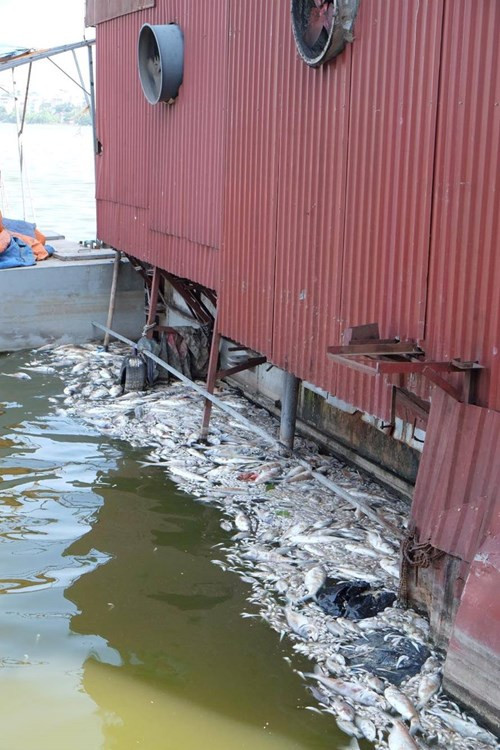 Cá chết dạt vào các nhà hàng du thuyền nổi phía bên đầu Thụy Khuê.