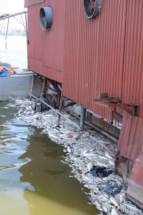 Cá chết dạt vào các nhà hàng du thuyền nổi phía bên đầu Thụy Khuê.