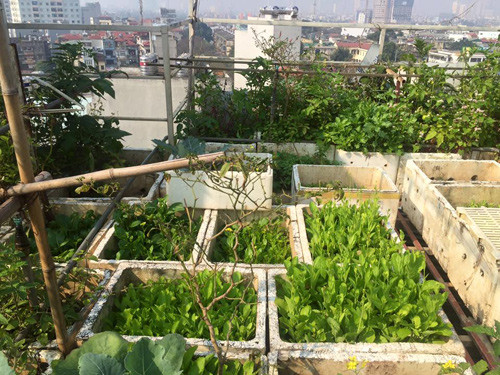 Chia sẻ về kinh nghiệm trồng rau sạch, chị Hải cho biết khi trồng các loại rau phổ biến theo mùa như rau cải, rau muống, rau ngót, rau ngót Nhật, rau dền, v.v…, chị mua hạt giống chất lượng ở các trung tâm giống cây trồng uy tín để đảm bảo cây sinh trưởng tốt.