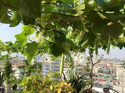 Chị Hải khuyên rằng nên trồng mướp gần bể lọc nước hay chỗ có nhiều nước để các rễ phụ hút được nhiều nước nhất có thể. Ngoài ra, để có thể tạo ra “khu vườn treo” độc đáo trên sân nhà, chị Hải đã sử dụng những thanh thép đan theo hình lưới để làm giàn cho cây leo. Khi mướp bắt đầu leo được vài mét thì cuộn tròn gốc dưới đất trong thùng xốp và phủ đất lên để cây có bộ rễ khỏe, hút nước và chất dinh dưỡng nhiều hơn.