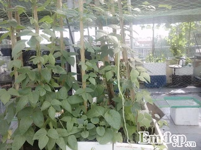 Ngoài ra, để trồng được nhiều rau trong khoảng diện tích nhất định, chị Hà Anh đã thiết kế kệ tầng. Đây cũng là cách giúp chị thường xuyên dọn dẹp sàn sân thượng được thuận tiện hơn. Chị Hà Anh cho biết, cả gia đình chị chỉ có mình chị yêu thích công việc trồng rau, nuôi gà. Và khi chị quyết định làm, cũng không được mọi người trong gia đình ủng hộ nên những phụ kiện, vật dụng, thậm chí cả đất trồng... chị cũng phải tự mình làm.