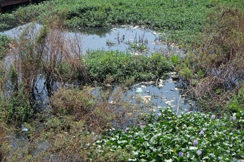 Nước ô nhiễm và bèo tây đã biến khu vực này thành vùng nước đọng, vô cùng ô nhiễm.