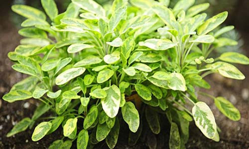 Co nhung loai rau nay ca nam khong can toi thuoc tay