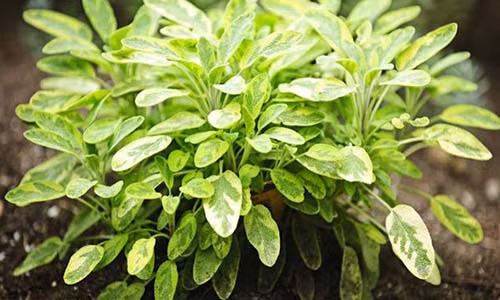 Có những loại rau này cả năm không cần tới thuốc tây Co nhung loai rau nay ca nam khong can toi thuoc tay