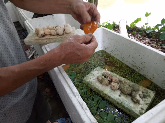 Lao nong kiem 600 trieu dong moi nam chi voi oc buou-Hinh-3