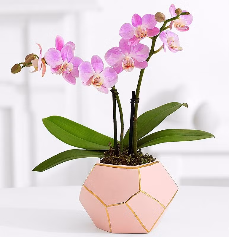 Mang tai loc vao nha nho nhung loai hoa quen thuoc sau-Hinh-2