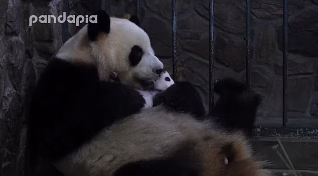 Bat khoc canh gau truc me cao tuong vuon thu doi con