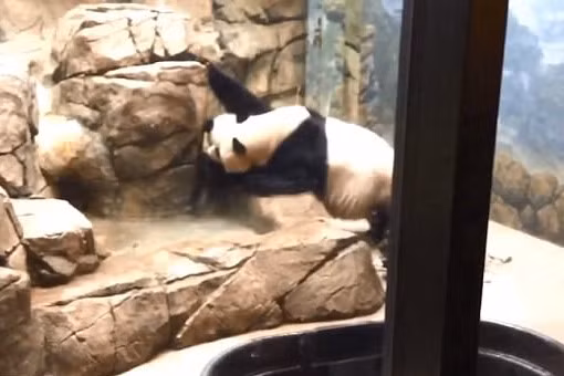 Bat khoc canh gau truc me cao tuong vuon thu doi con-Hinh-2