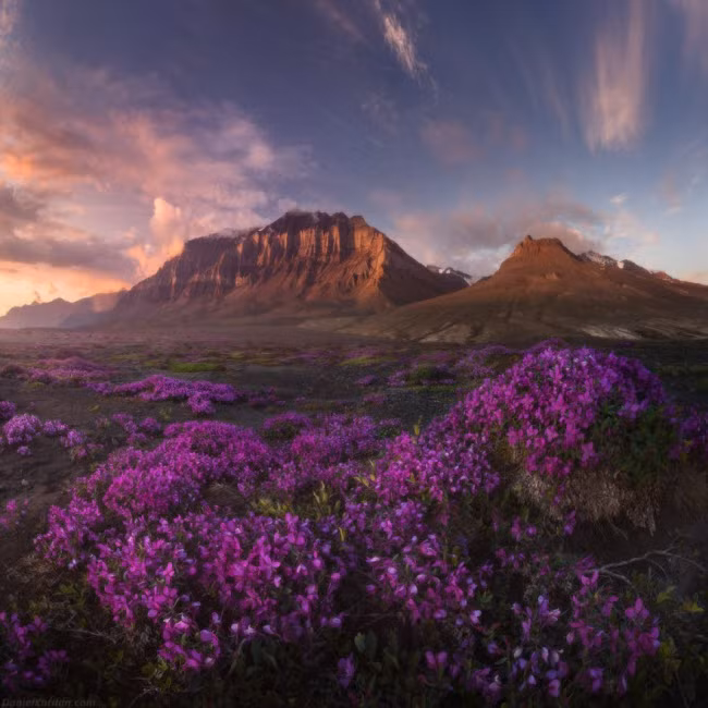 Đảo Greenland cũng có những thung lũng được bao phủ bởi cỏ xanh và hoa dại rực rỡ.