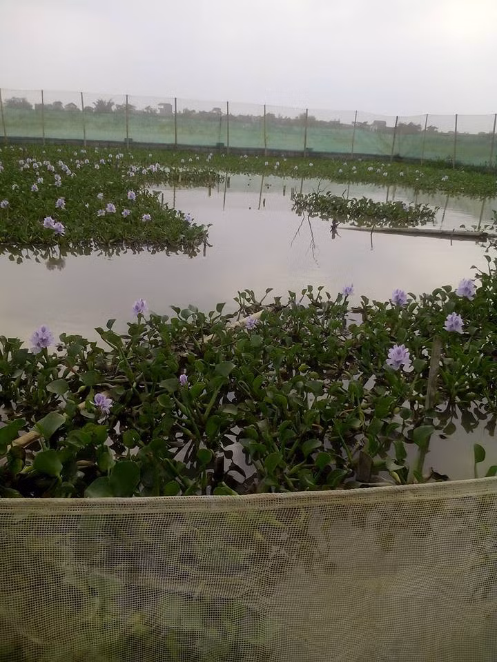 Tim hieu mo hinh nuoi ran mong nua ty dong o Ha Noi