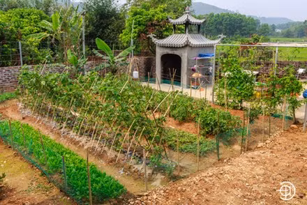 "Những lúc không chạy show, cả gia đình lại tập trung trồng trọt, chăm sóc cây cối, sống cuộc sống y như những người nông dân thực thụ"- vợ nam ca sĩ Việt Hoàn chia sẻ.