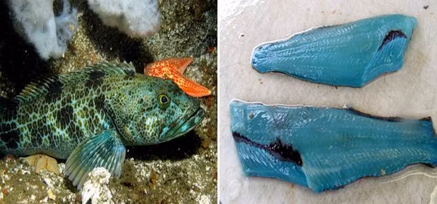 Nhưng, sự thật không phải như vậy. Nhiều phương tiện truyền thông nước ngoài đưa tin thực ra loài cá này có tên gọi là Lingcod. Khoảng 20% loài cá này sẽ có màu xanh bởi vì chúng thường ăn các loại thực phẩm giàu chất diệp lục.