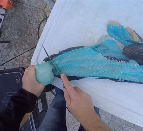 Ngoài hình thù hơi kì lạ một chút thì diện mạo của nó hoàn toàn bình thường như bao con cá khác.