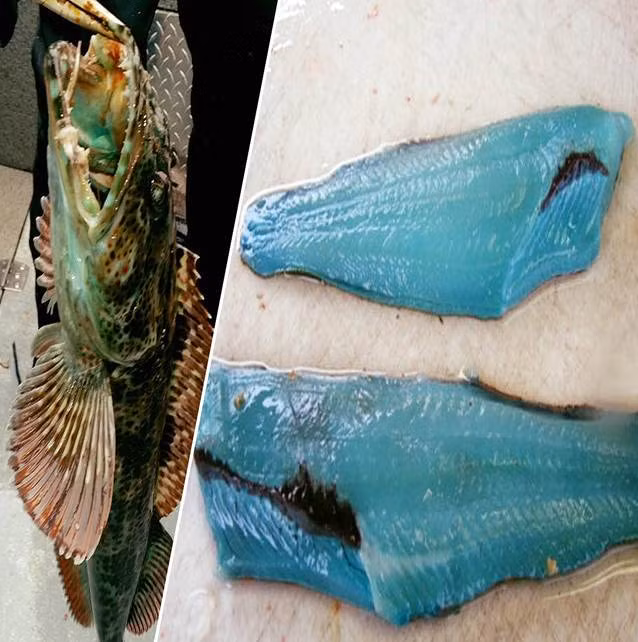 Sau khi những hình ảnh về chú cá này được chia sẻ lên mạng xã hội, đã có rất nhiều người nghi ngờ rằng, có phải con cá này đã ăn phải thứ gì đó ô nhiễm trong môi trường sống nên toàn thân mới có một màu xanh khác lạ đến vậy?