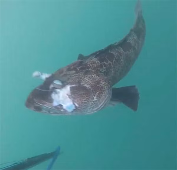 Một ngư dân cho biết, anh đã đánh bắt cá tại vùng biển nơi đây được một thời gian khá lâu, nhưng đây dường như là lần đầu tiên anh tìm thấy một con cá hiếm mang diện mạo bất bình thường và một màu sắc đặc biệt khi tiến hành mổ chú cá này.