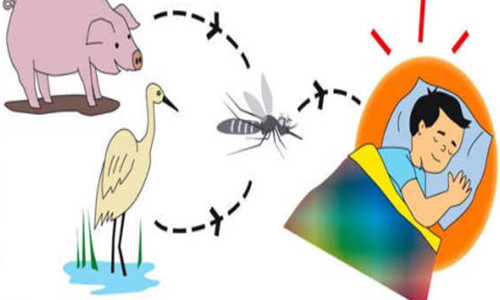 Bệnh viêm não dễ bùng phát trong mùa hè.