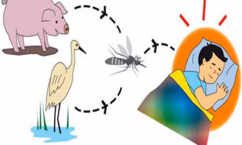 Bệnh viêm não dễ bùng phát trong mùa hè.