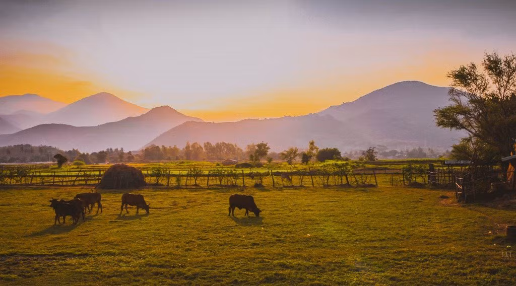 Trên đường đi ra Phú Yên, bạn đừng bỏ lỡ một điểm dừng chân đang rất được các bạn trẻ yêu thích – cầu Ngọc Trai. Chiếc cầu gỗ này rất dài. Khi đứng đầu cuối của chiếc cầu này, bạn sẽ có cảm giác như mình đang đứng giữa dại dương vậy, nhìn người trong bờ chỉ còn thấy bé xíu. Ban đầu khi bước lên cầu, bạn sẽ có cảm giác khá sợ, nhưng khi đã quen rồi thì bạn chỉ muốn đứng đó hoài không thôi. Lưu ý là nếu đi đông thì các bạn nên chia ra tuần tự bước lên cầu. Đừng nên đi lên cầu một lúc hay đứng cùng một chỗ, rất nguy hiểm.