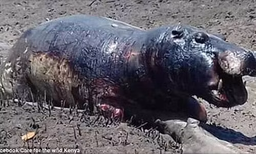 30 ha ma bi nuong chin vi nang nong ky luc o Kenya