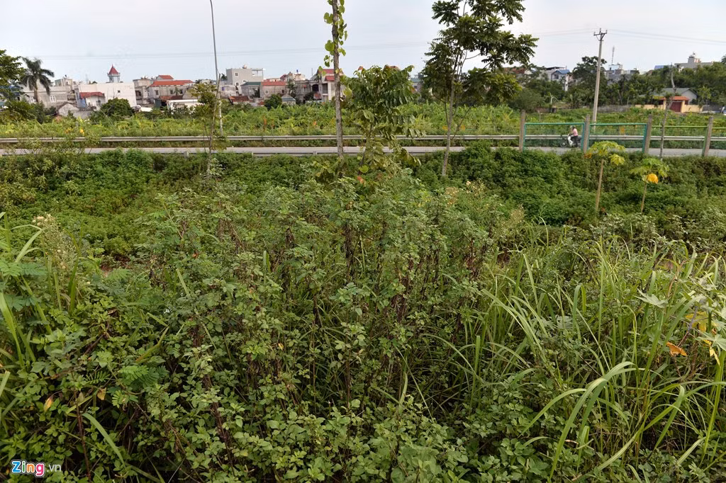 "Tuy nhiên, bản chất của việc xã hội hóa không phải là tiền của tư nhân bỏ ra, mà vẫn lấy tiền từ ngân sách thành phố để đặt hàng các doanh nghiệp trồng cây xanh", ông Chung nói.