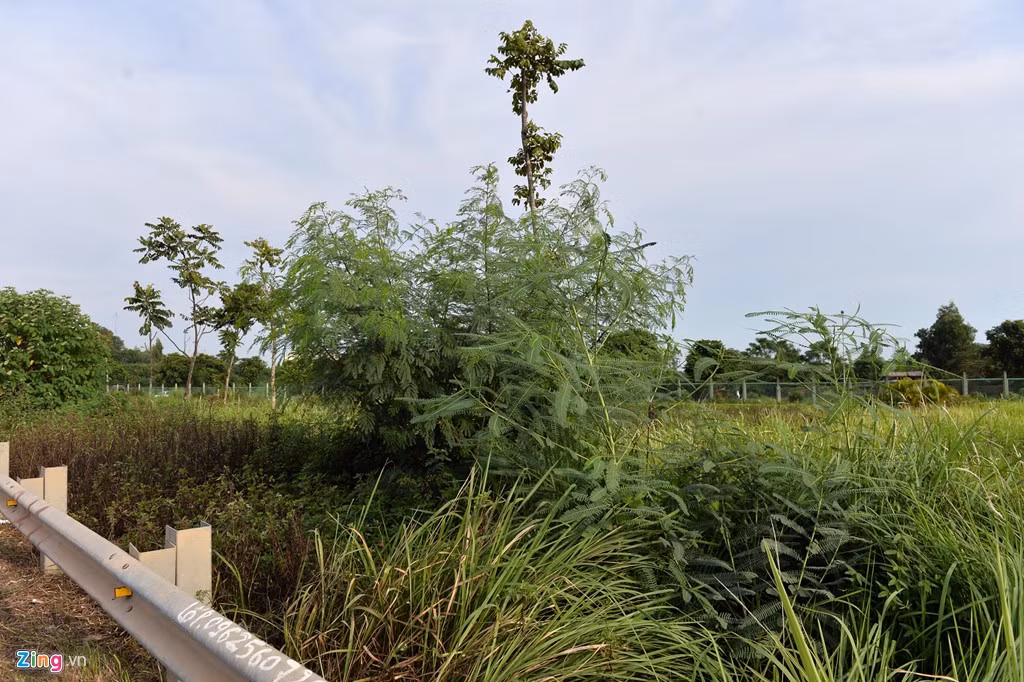 Theo ghi nhận chiều 17/8, cỏ tại đây mọc um tùm, không có dấu hiệu của bàn tay công nhân làm việc. Nhiều cây dại mọc vươn cao, đặc biệt là khu vực thuộc quận Nam Từ Liêm.