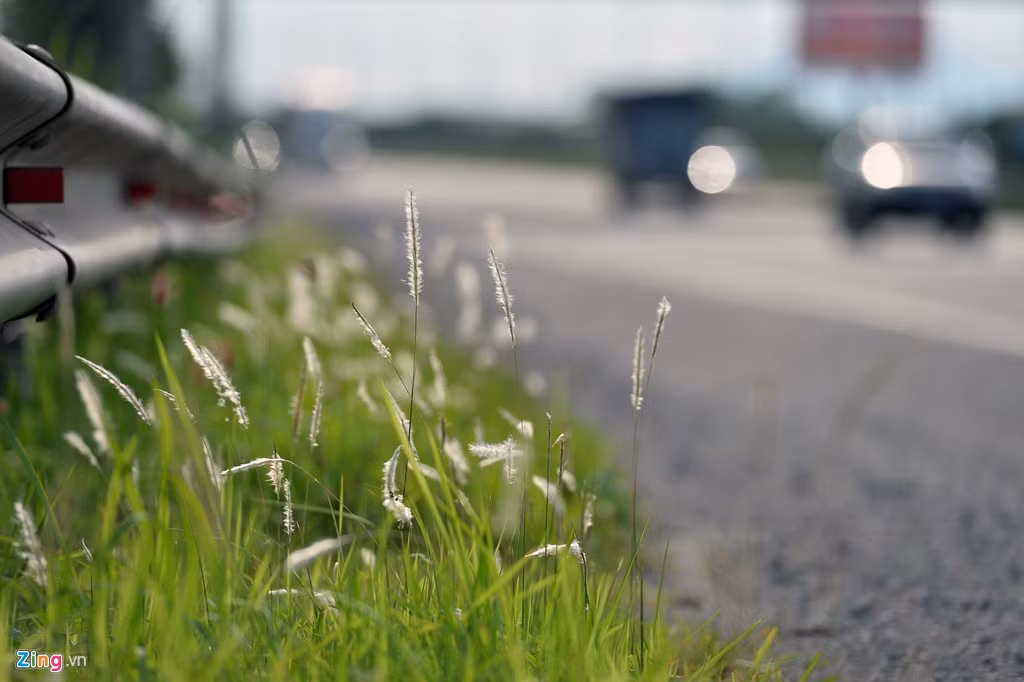 Dọc trục đại lộ, nhiều đoạn cây cỏ đã mọc tràn ra lề đường. Mỗi khi ôtô đi qua, ngọn cỏ lau rung rinh.