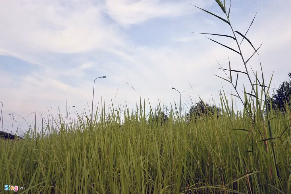 Ông Chung cho biết, khoảng 3 năm trở lại đây, thành phố đã thực hiện chính sách xã hội hóa việc trồng cây xanh.