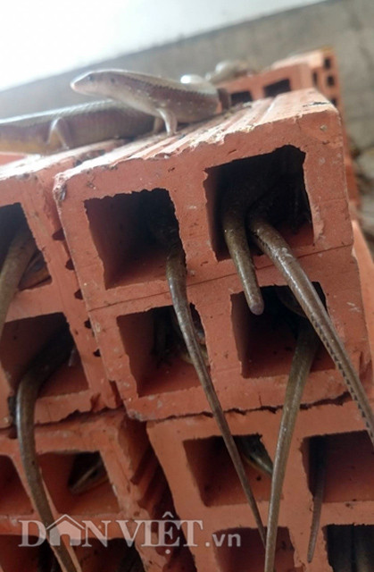 Rắn mối 2 tháng sinh sản một lần, mỗi lần sinh được từ 8 đến 12 con. Người nuôi thường chia tỉ lệ đực cái là 1:1 để tăng khả năng thụ thai của rắn cái. Trong những viên gạch này, nếu lỗ gạch nào thò ra 2 cái đuôi tức rắn đực và cái đang giao phối.