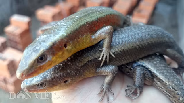 Một con rắn mối sau "cuộc yêu" thì nằm luôn tại chỗ, mặc cho phía trên mình con rắn đực giao phối với con cái khác.