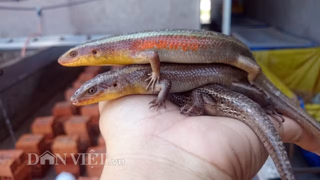 Kể cả khi bị bắt lên tay, những chú rắn đang giao phối vẫn... mặc kệ.