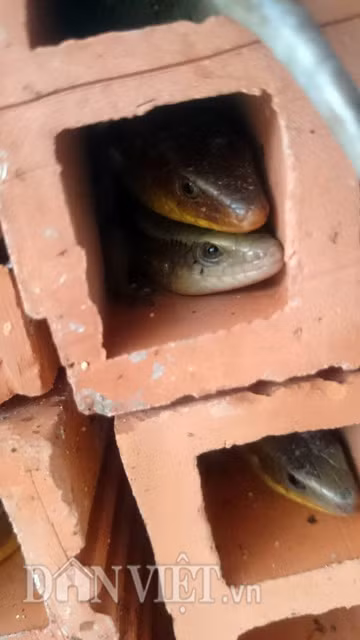 Hai cái đầu từ bên trong lỗ gạch của một cặp đang “yêu” nhau.