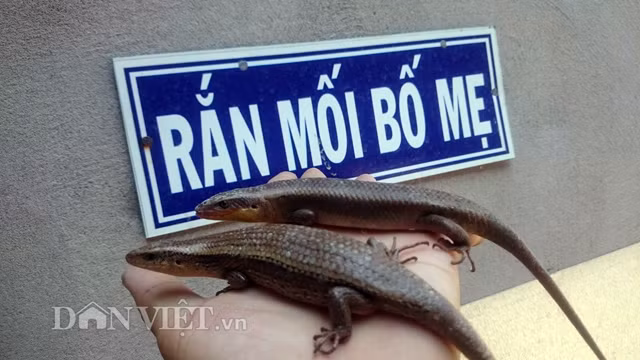 Rắn mối đực có đặc điểm đầu to, chân khỏe, không có những đốm trắng chạy dọc theo hai bên hông. Rắn mối cái có đặc điểm đầu nhỏ, di chuyển chậm chạp và có nhiều đốm trắng chạy dọc theo hai bên hông.