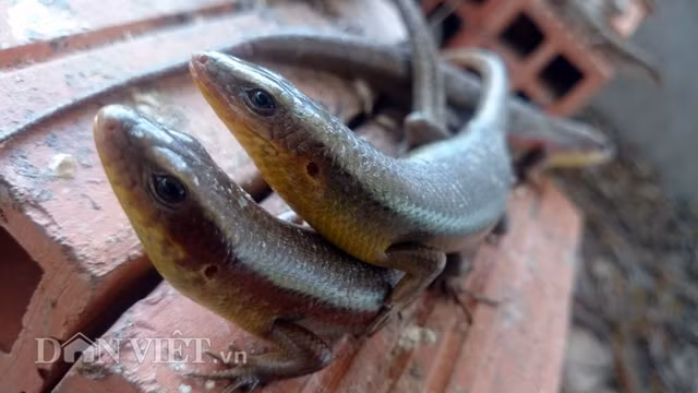 Cận cảnh một cặp rắn mối giao phối “lộ thiên”.