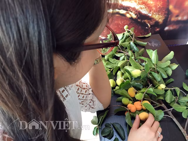 Không bị "thất sủng" vì sự ê hề vật ngon, trái lạ trong thời buổi hiện tại như nhiều loại quả rừng khác, trái chay luôn có sức hấp dẫn đối với người đồng bằng, thị thành và đặc biệt là lớp trẻ. "Tuy cũng chỉ là trái để ăn chơi, thế nhưng ngoài màu sắc khá bắt mắt, lớp thịt mềm khá dày với vị ngọt pha lẫn hơi chua khá đặc biệt nên ăn rất thích", chị Lê Thị Hạnh (26 tuổi, ở TP.Quảng Ngãi) bày tỏ.