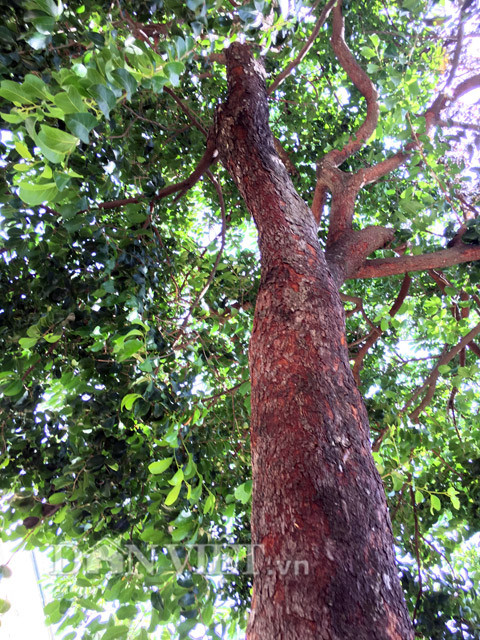 Cây chay vốn mọc tự nhiên ở đồi, bìa rừng núi, nhưng do đây là loại cây vừa cho quả và nhiều bóng mát nên hiện nhiều gia đình ở thị thành Quảng Ngãi cũng trồng loại cây này trong khuôn viên nhà. Khi trưởng thành và cho trái, cây chay có chiều cao từ 10 đến hơn 20m, vỏ màu xám, lá màu xanh lục. Thời gian ra hoa của nó vào khoảng cuối tháng 3-4, đến cuối hè thì trái chín.