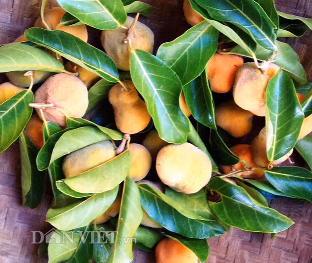 Ngoài để "ăn tươi" như nhiều loại trái, quả khác; trái chay còn có thể chế biến làm thức ăn cho bữa cơm gia đình, như dầm nước rau muống luộc, nấu chua hoặc kho với cá. Một số người dân quê còn cắt trái này ra để phơi khô, cất dành để nấu canh. Bên cạnh đó, theo một số tài liệu y học thì trái và các bộ phận khác của cây chay còn có nhiều công dụng khác, như: Người già thường lấy vỏ rễ dùng ăn trầu. Đặc biệt trái chay còn sử dụng để làm thuốc chữa một số bệnh như phổi nóng, ho ra máu, thổ huyết, chảy máu mũi, đau họng, kém ăn...